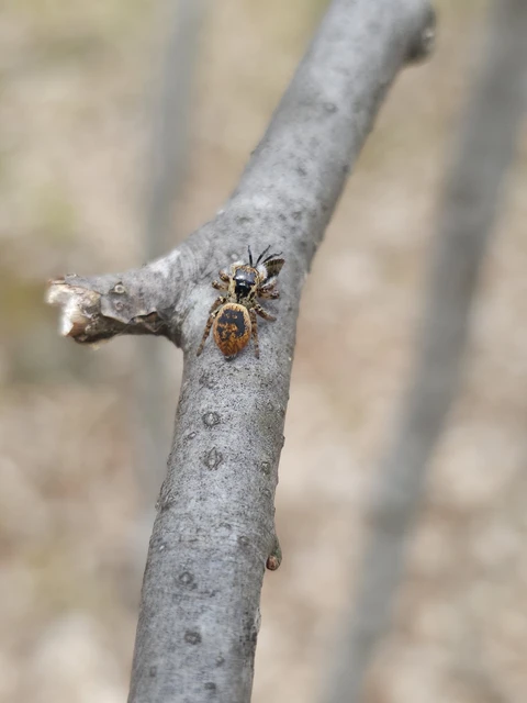 Carrhotus xanthogramma - rozsdás ugrópók