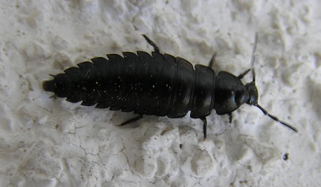 Ablattaria laevigata - sima csigarabló