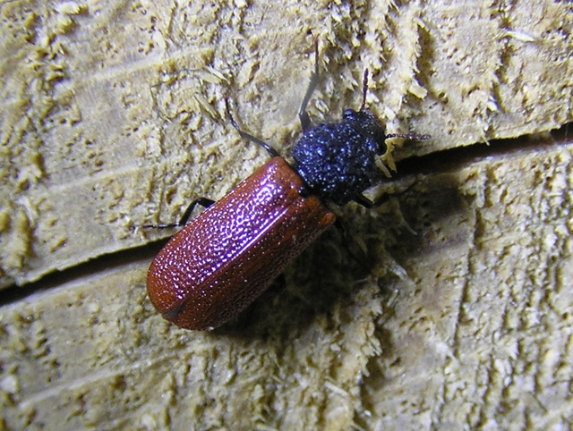 Bostrichus capucinus - piros csuklyásszú