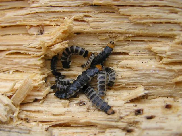 Lygistopterus sanguineus - vérbogár