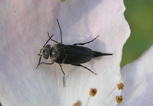 Mordellidae - marókafélék