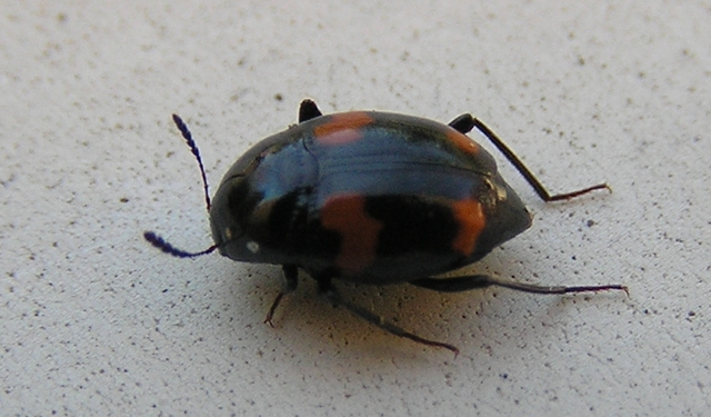 Scaphidium quadrimaculatum - négyfoltos sajkabogár