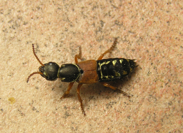 Staphylinus caesareus - aranysujtásos holyva