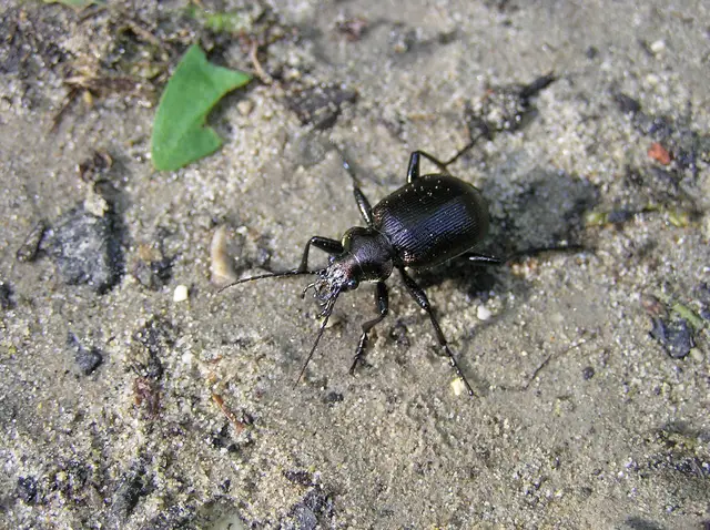 Calosoma inquisitor - kis bábrabló