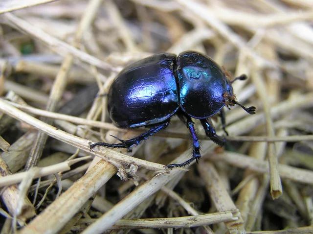 Trypocopris vernalis - tavaszi álganéjtúró