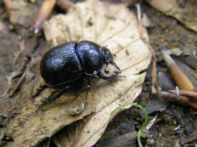 Anoplotrupes stercorosus - erdei álganéjtúró