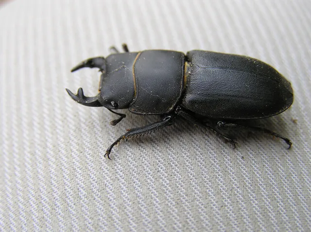 Dorcus parallelipipedus - kis szarvasbogár