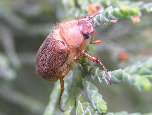Amphimallon assimile - kis sárgacserebogár