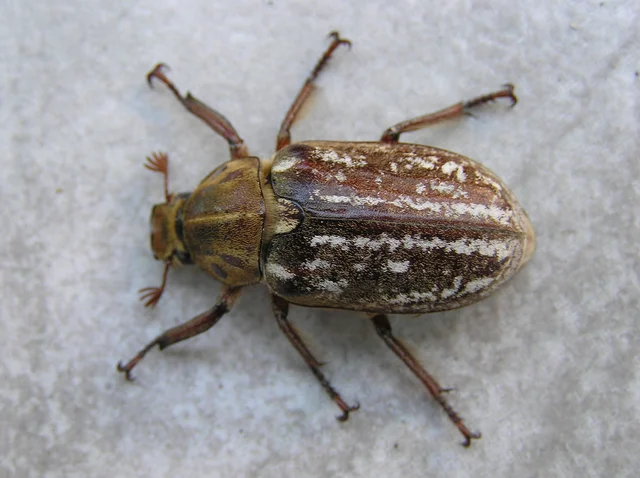 Anoxia orientalis - keleti cserebogár