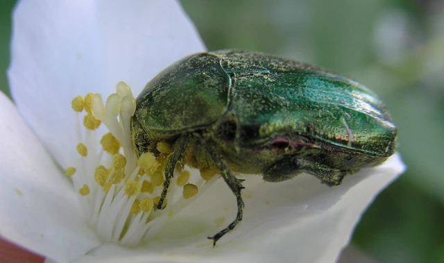 Cetonia aurata - aranyos virágbogár