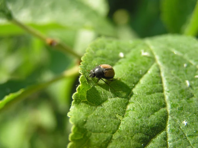 Omaloplia nigromarginata - szegélyes kiscserebogár