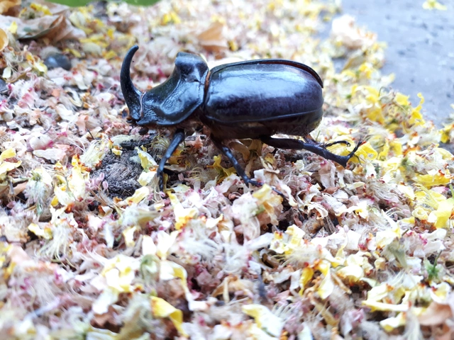 Oryctes nasicornis - orrszarvú bogár