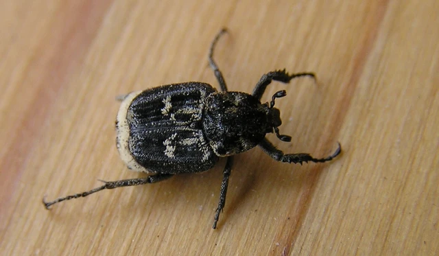 Valgus hemipterus - suta virágbogár