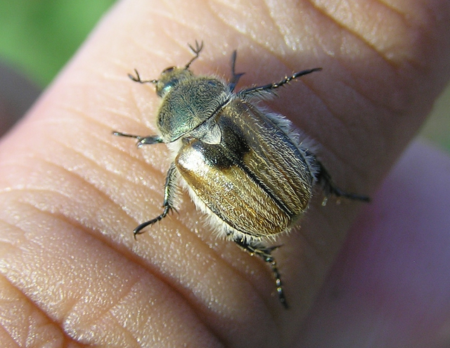 Chaetopteroplia segetum - rozsszipoly