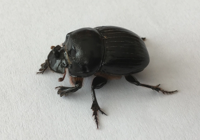 Copris lunaris - közönséges holdszarvú-ganéjtúró