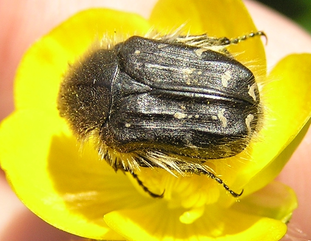 Tropinota hirta - bundás virágbogár