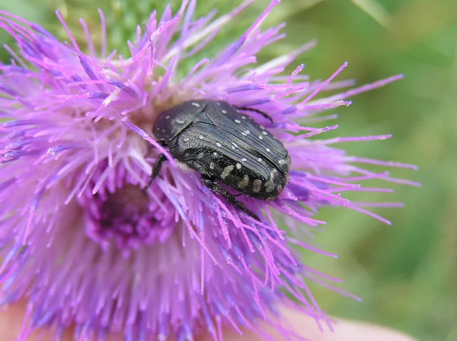 Oxythyrea funesta - sokpettyes virágbogár