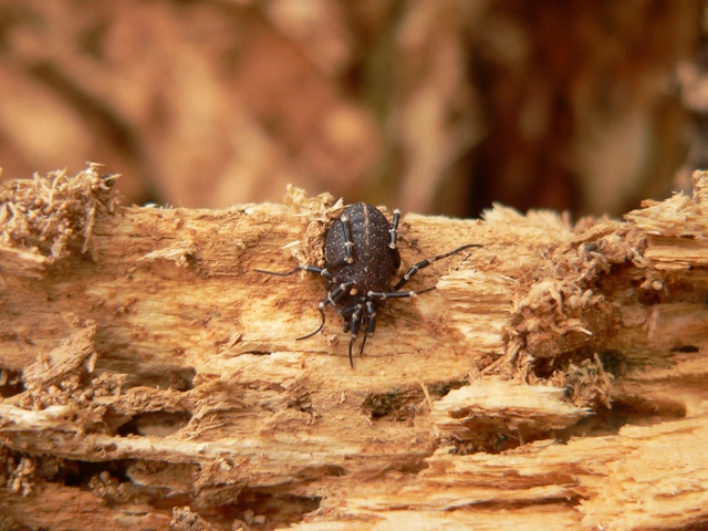 Opiliones - Kaszáspókok