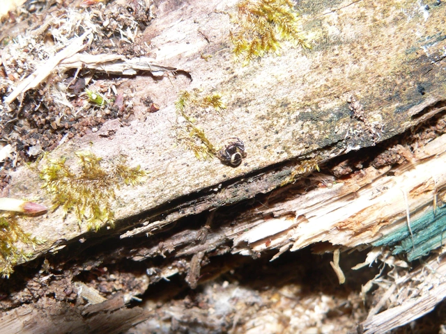 Synema globosum/ornatum