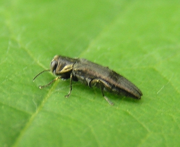 Agrilus