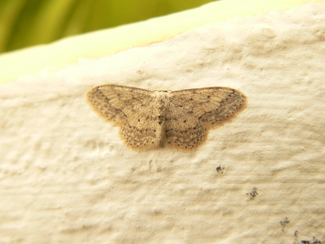 Idaea seriata - szürke apróaraszoló