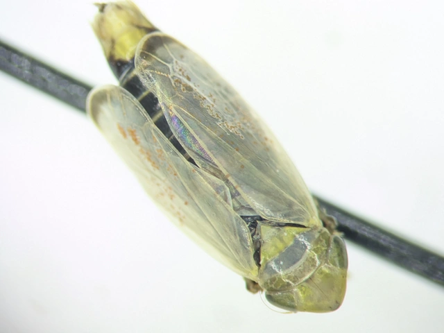 Verdanus abdominalis