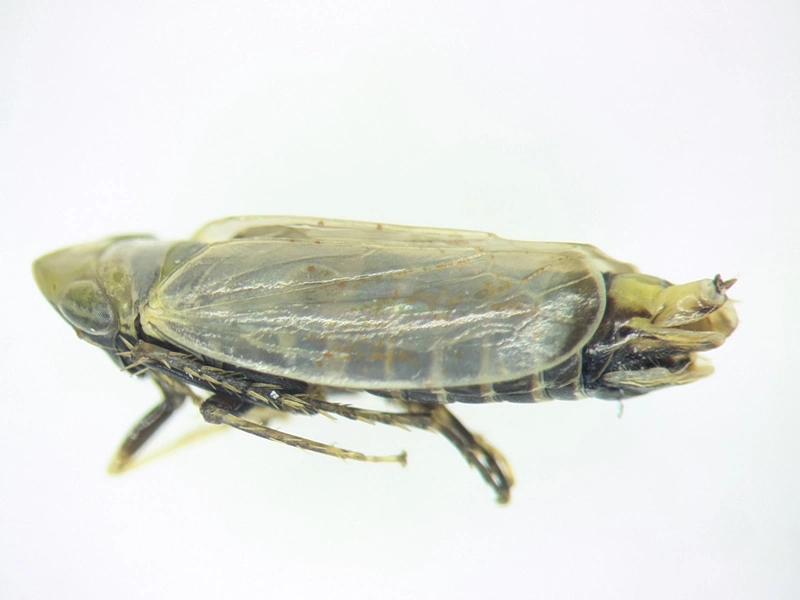 Verdanus abdominalis