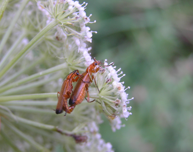 Rhagonycha fulva - feketevégű lágybogár