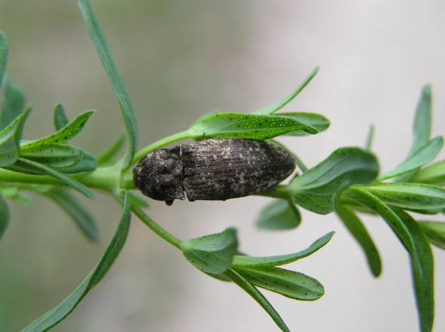 Agrypnus murinus - egérszínű pikkelyespattanó