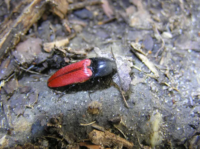 Ampedus