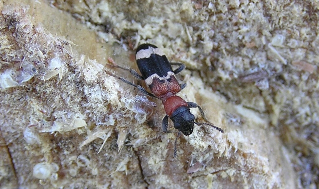 Thanasimus formicarius - vörösnyakú szúfarkas