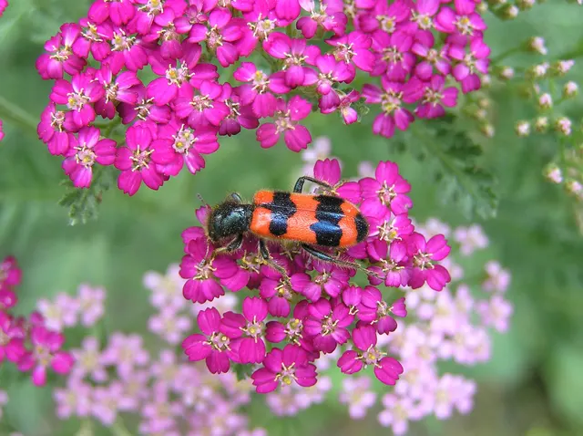 Trichodes apiarius - szalagos méhészbogár
