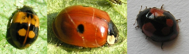 Adalia bipunctata - kétpettyes katica