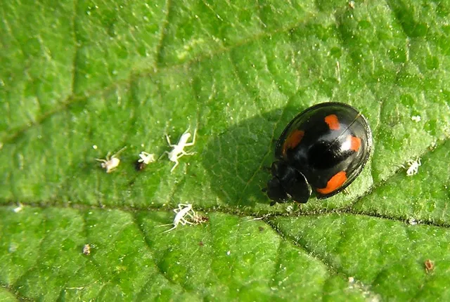 Exochomus quadripustulatus - négyfoltos szerecsenkata