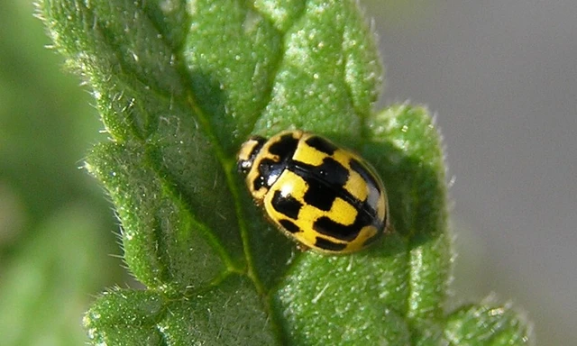 Propylea quatuordecimpunctata - tizennégypettyes füsskata