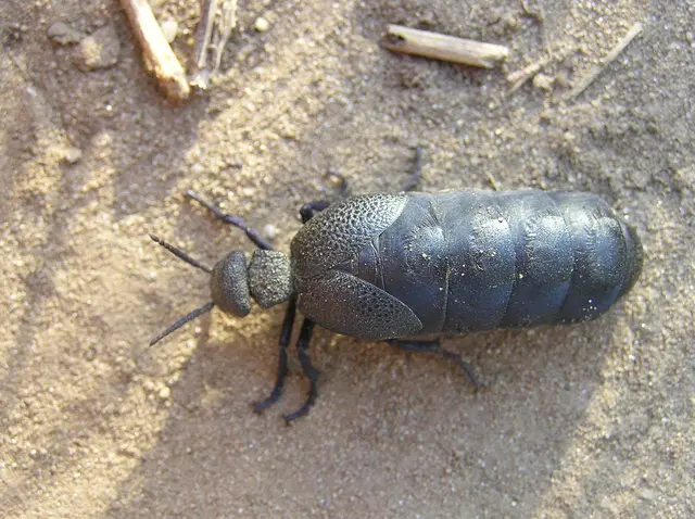 Meloe cicatricosus - óriásnünüke