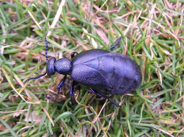 Meloe proscarabaeus - közönséges nünüke
