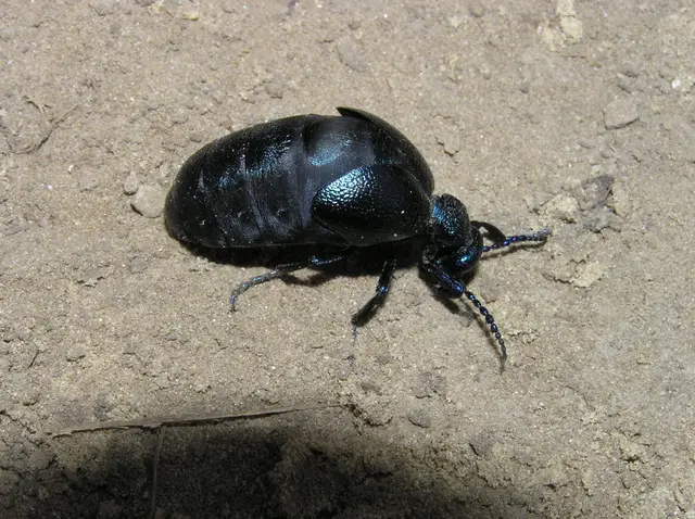 Meloe proscarabaeus - közönséges nünüke