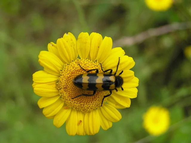 Mylabris variabilis - szalagos hólyaghúzó Mylabris variabilis - szalagos hólyaghúzó