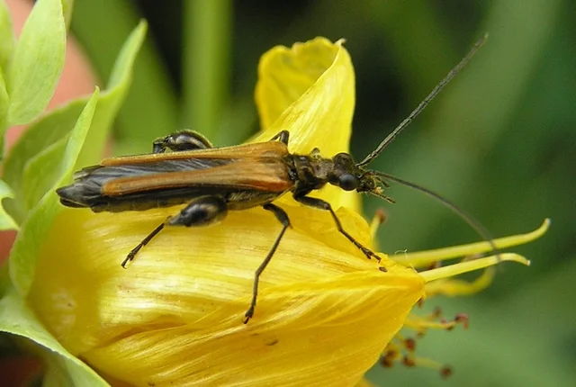 Oedemera femorata - sárgahátú álcincér