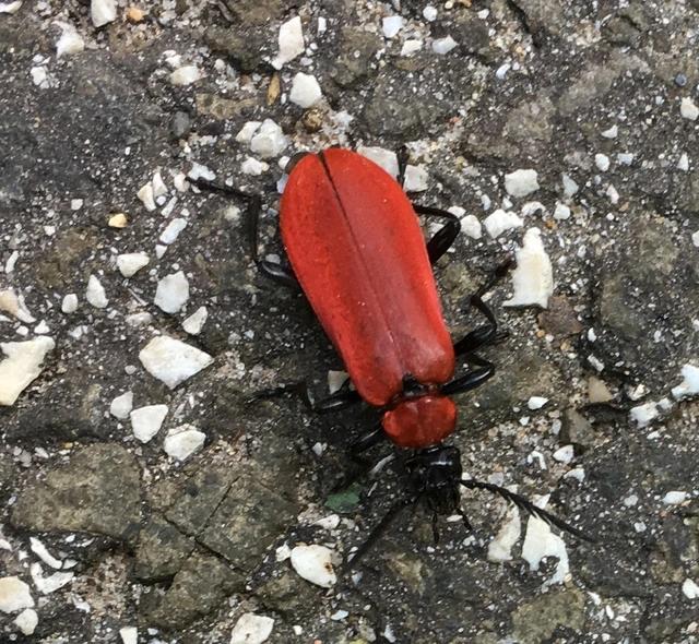 Pyrochroa coccinea - nagy bíborbogár