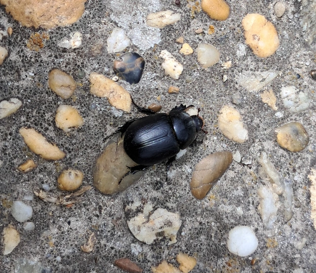 Pentodon idiota - butabogár