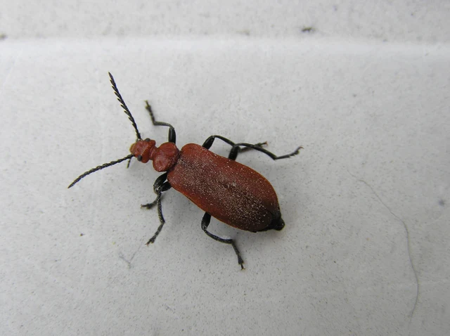 Pyrochroa serraticornis - közép-bíborbogár