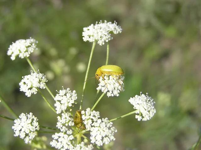 Cteniopus sulphureus - közönséges kénbogár Cteniopus sulphureus - közönséges kénbogár