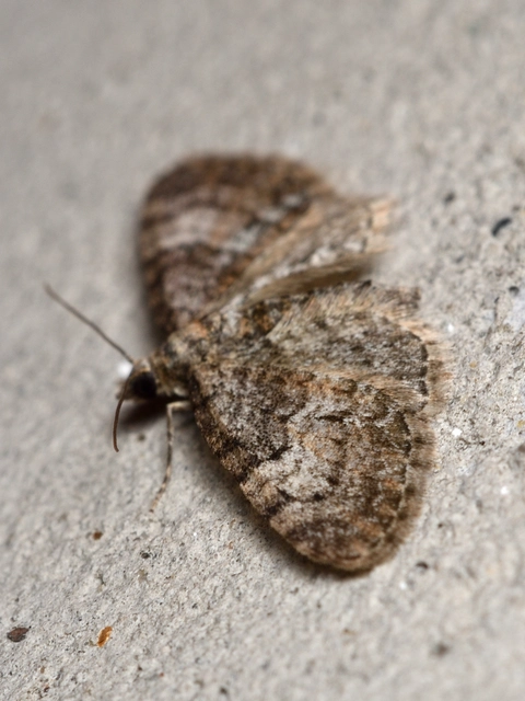 Eupithecia dodoneata - tölgy-törpearaszoló