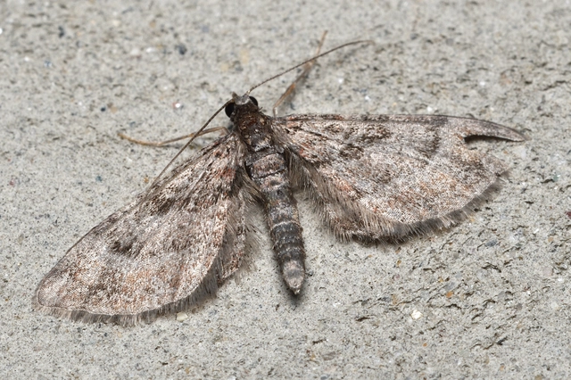 Gymnoscelis rufifasciata - vöröscsíkos törpearaszoló