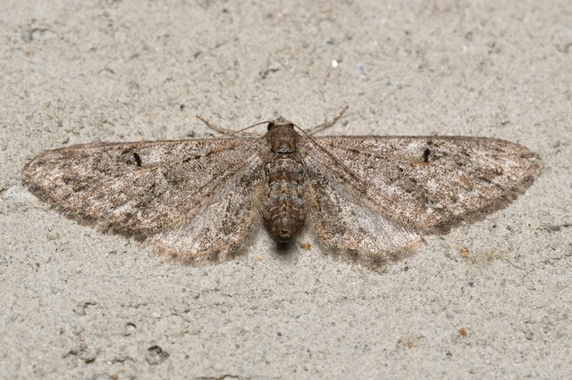 Eupithecia ochridata - mezeiüröm-törpearaszoló