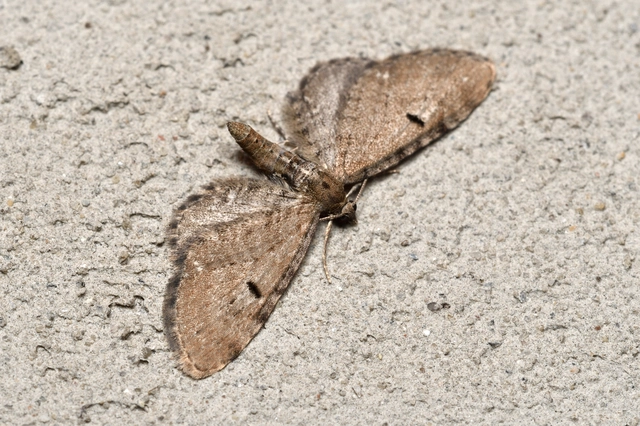 Eupithecia absinthiata - üröm-törpearaszoló