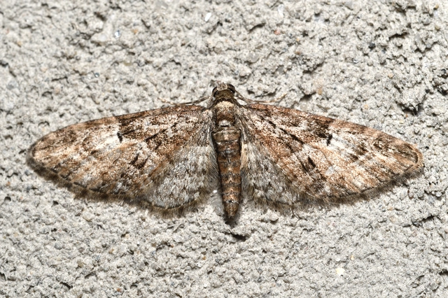 Eupithecia abbreviata - korai törpearaszoló