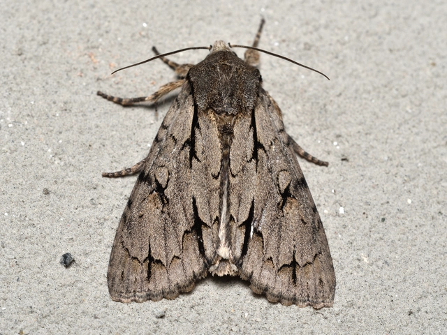 Acronicta cuspis/tridens/psi